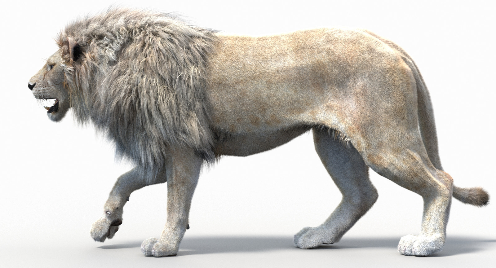 White Lion 3D Model Side View Walking Pose with Realistic Fur