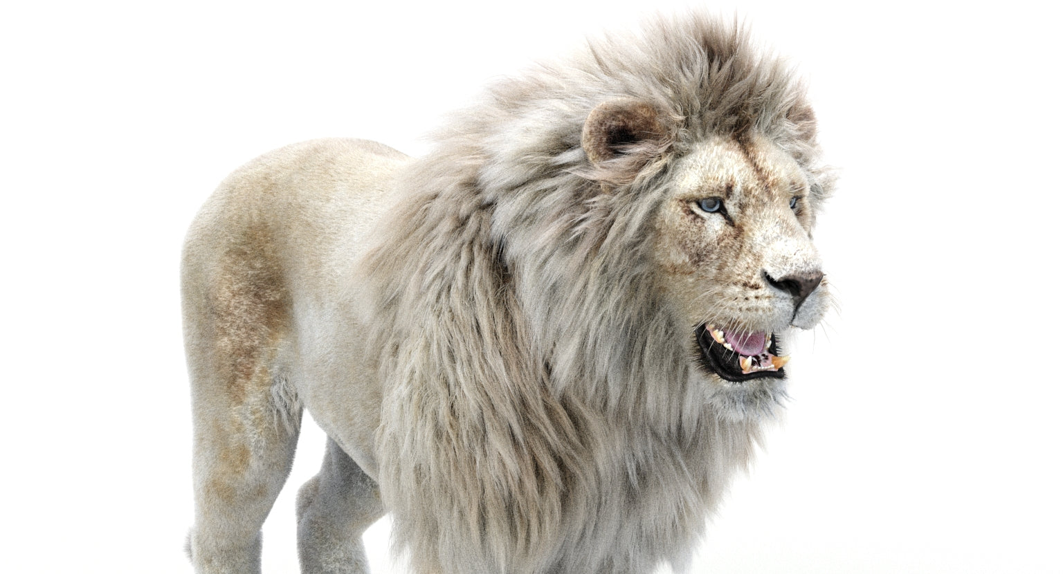 Realistic White Lion 3D Model with Fur for Download