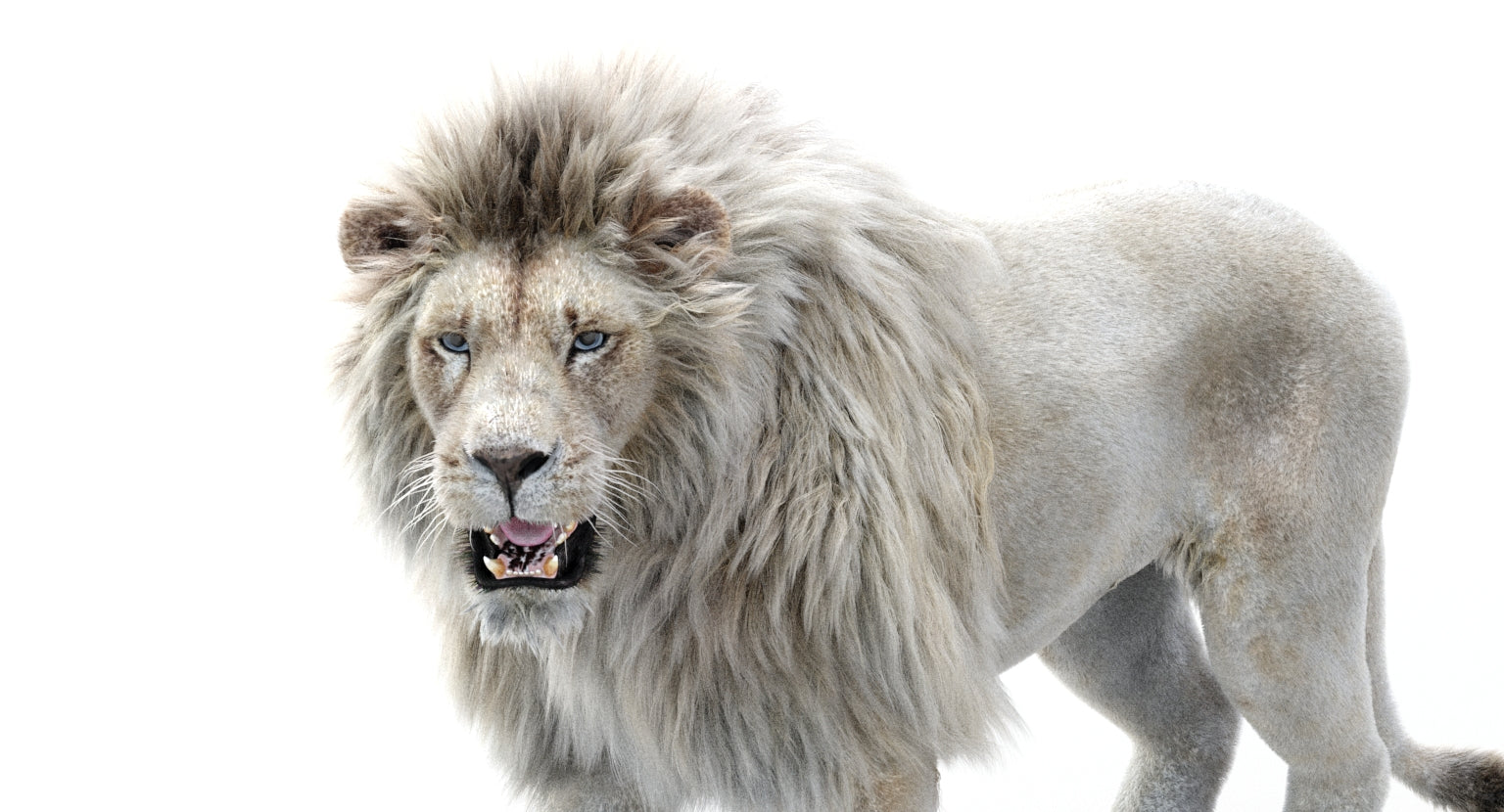 Realistic White Lion 3D Model with Fur for Download
