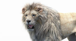 Rigged White Lion 3D Model with Realistic Fur - Head Close Up Thumbnail