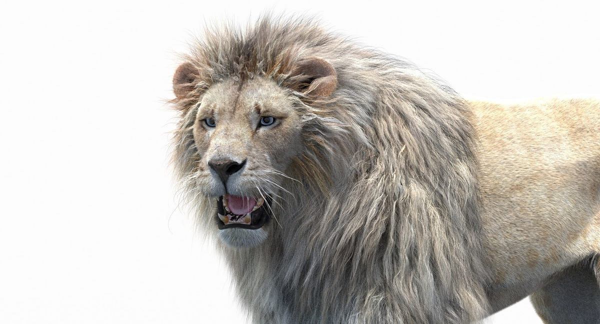 Rigged White Lion 3D Model with Realistic Fur - Head Close Up
