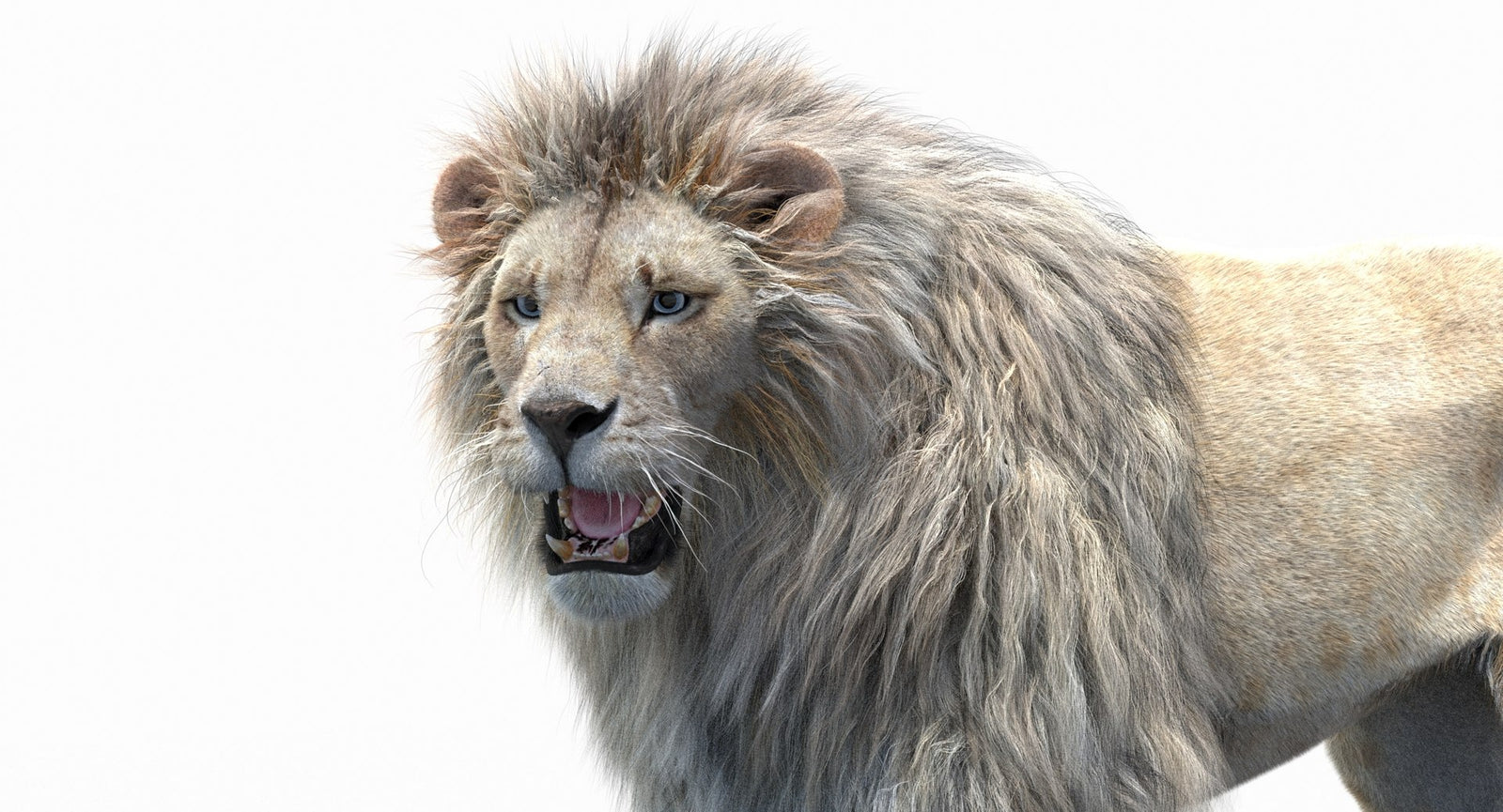 Rigged White Lion 3D Model with Realistic Fur - Head Close Up