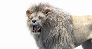 Rigged White Lion 3D Model with Realistic Fur - Head Close Up Roaring Thumbnail