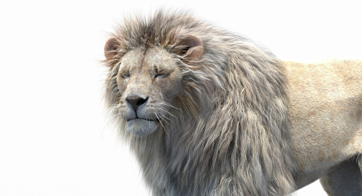Rigged White Lion 3D Model with Realistic Fur - Head Close Up Eyes Closed