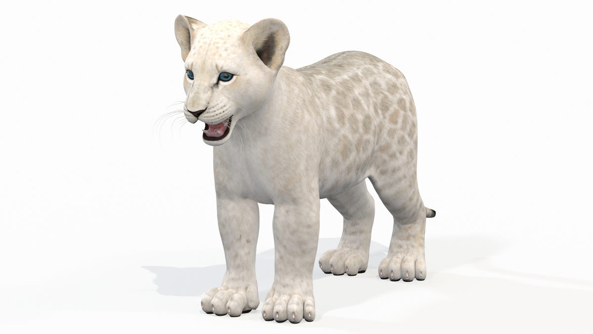 White Baby Lion 3D Model for Download