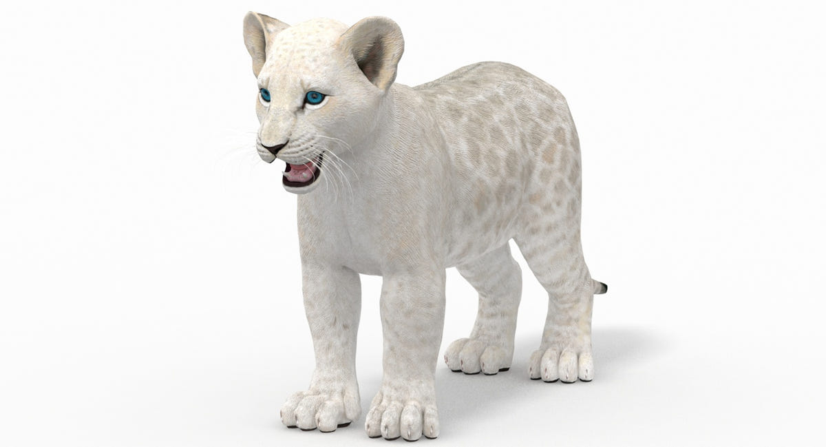 White Baby Lion 3D Model for Download