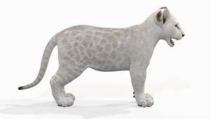 Lion Cub 3D Model Bundle – Natural & White Thumbnail