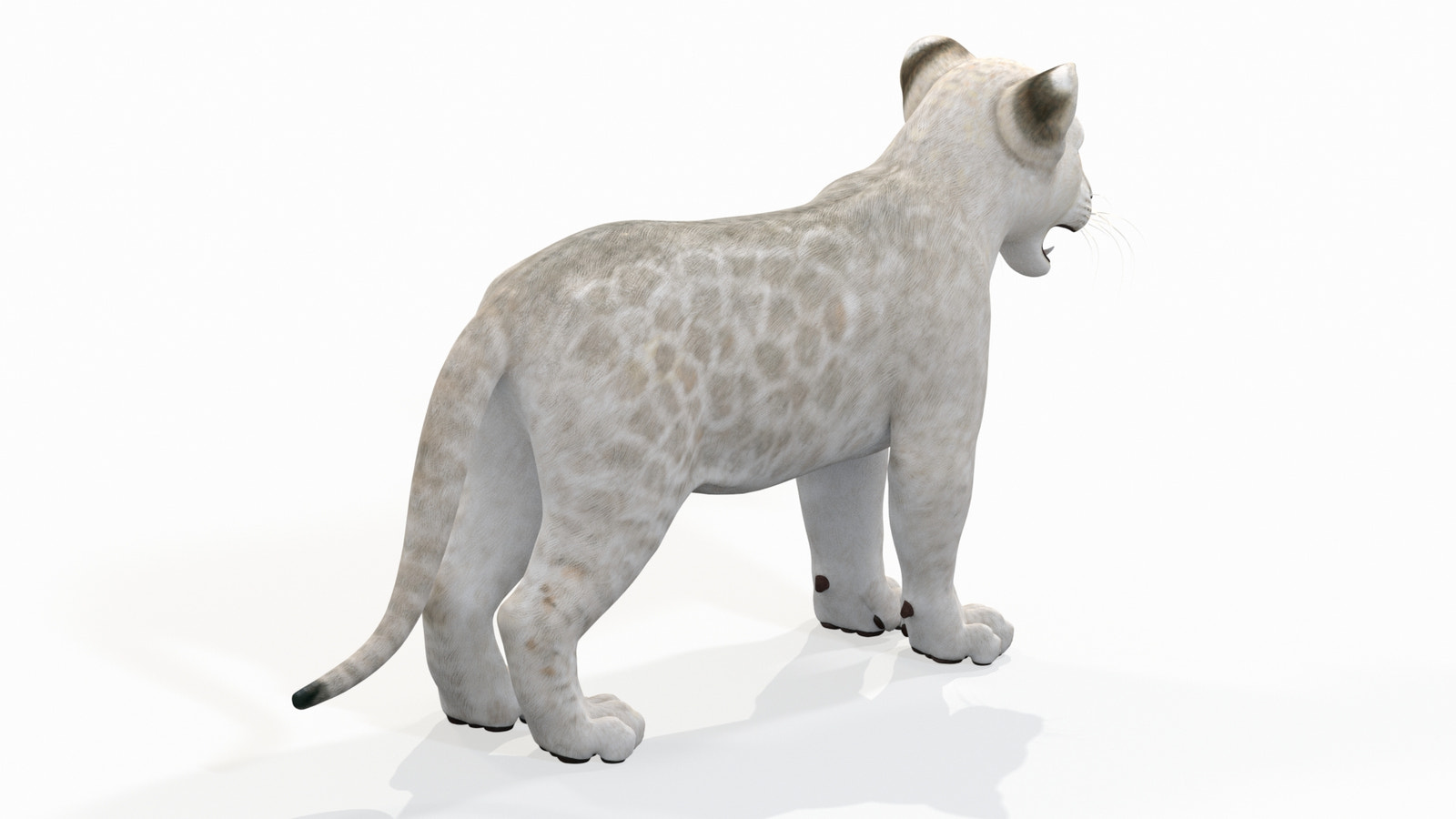 Realistic White Lion Cub 3D Model for Download