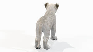 Lion Cub 3D Model Bundle – Natural & White Thumbnail