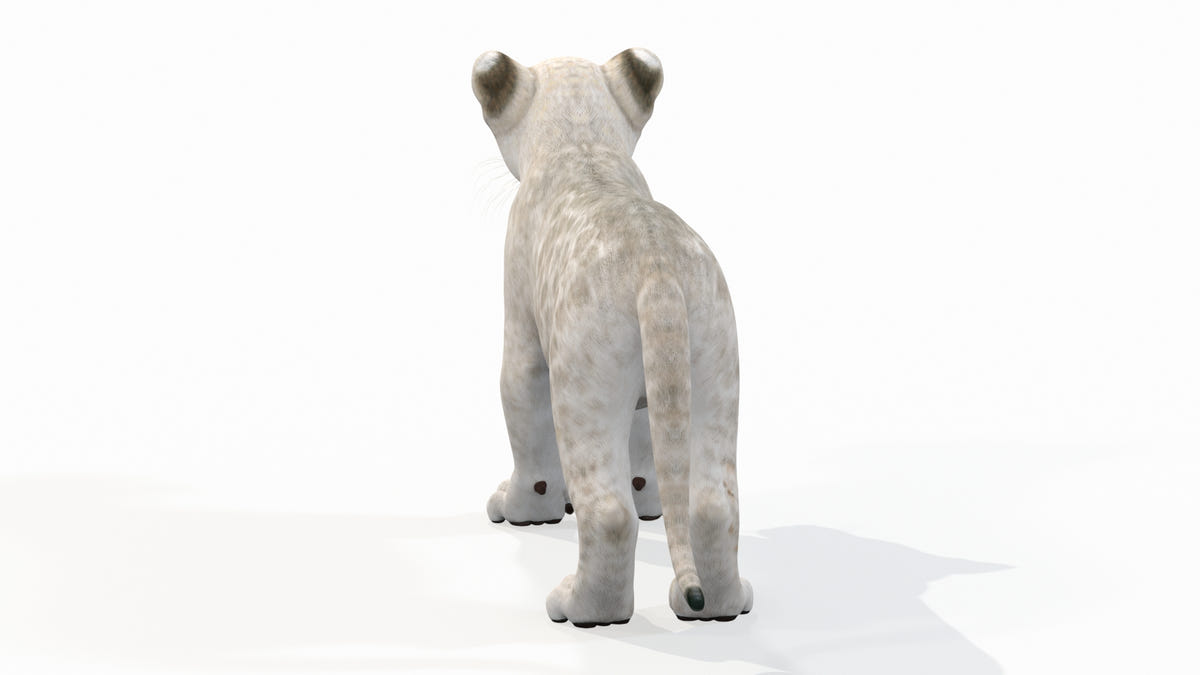 White Lion Cub 3D Model for Download