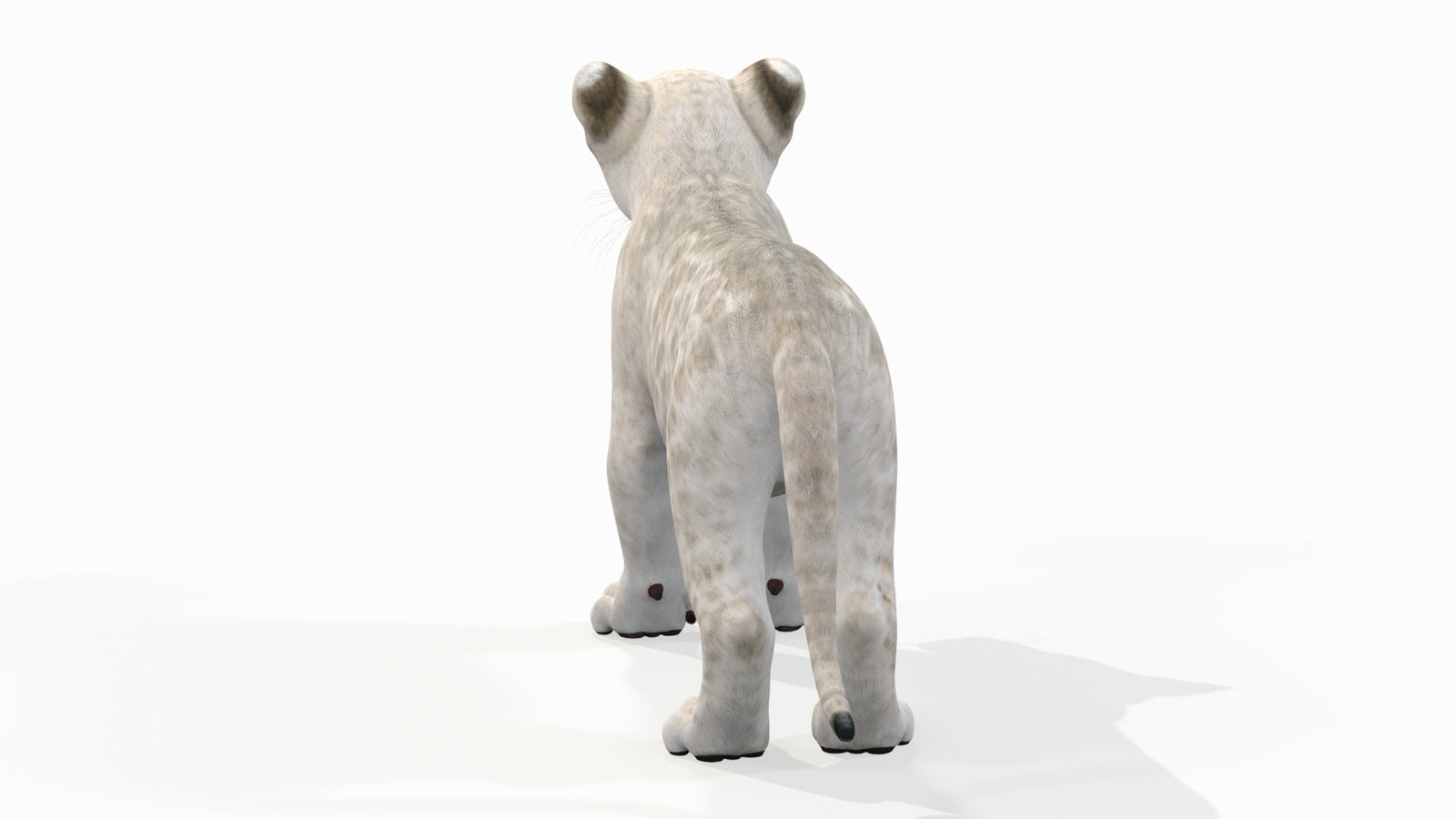 White Lion Cub 3D Model for Download