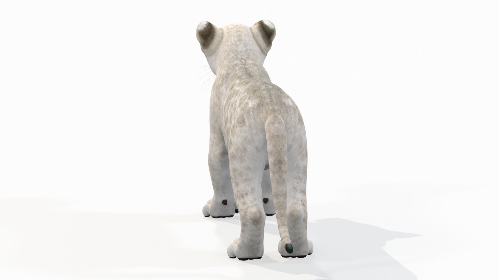 White Lion Cub 3D Model for Download