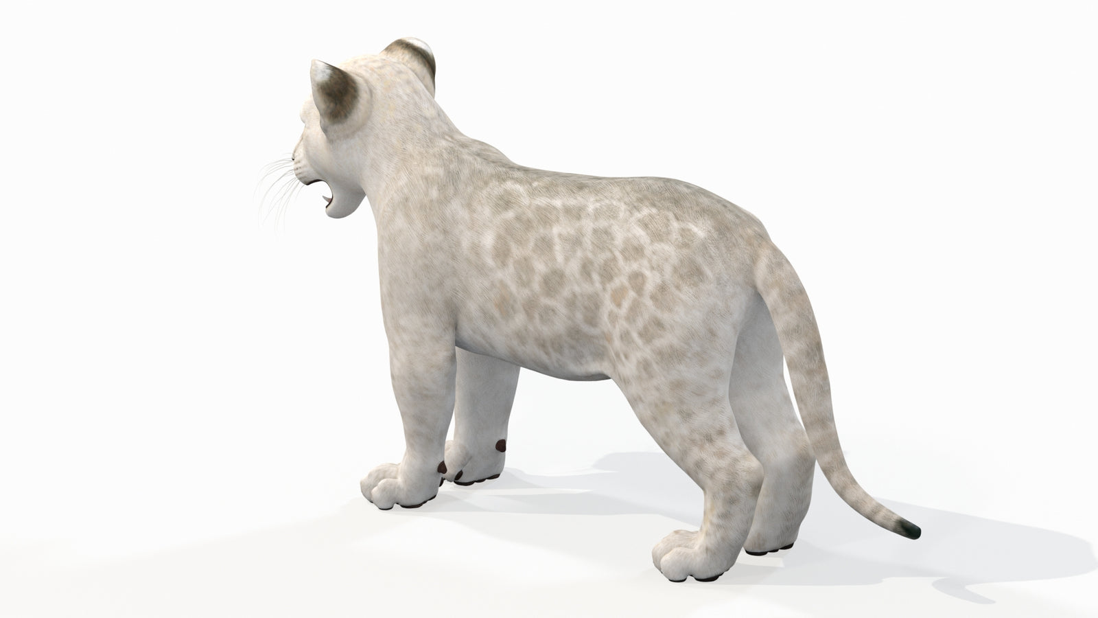 White Lion Cub 3D Model for Download