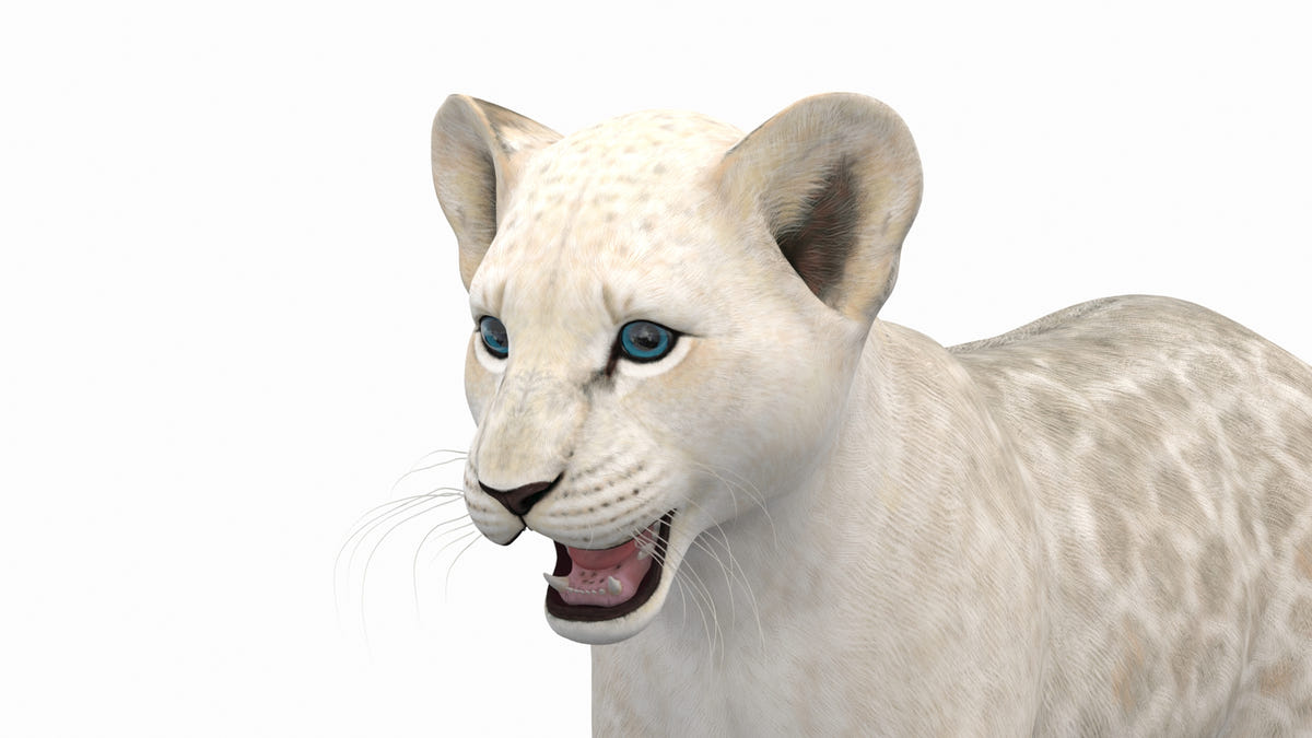 White Lion Cub 3D Model for Download