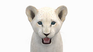 White Lion Cub 3D Model for Download Thumbnail