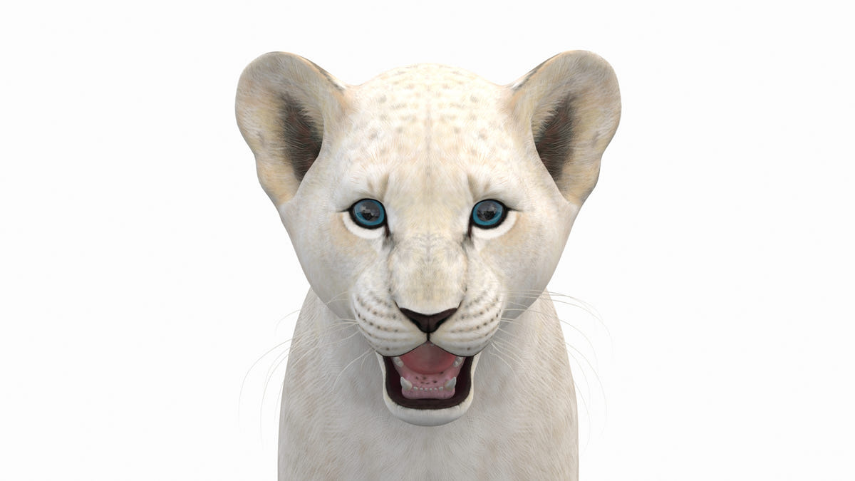 White Lion Cub 3D Model for Download