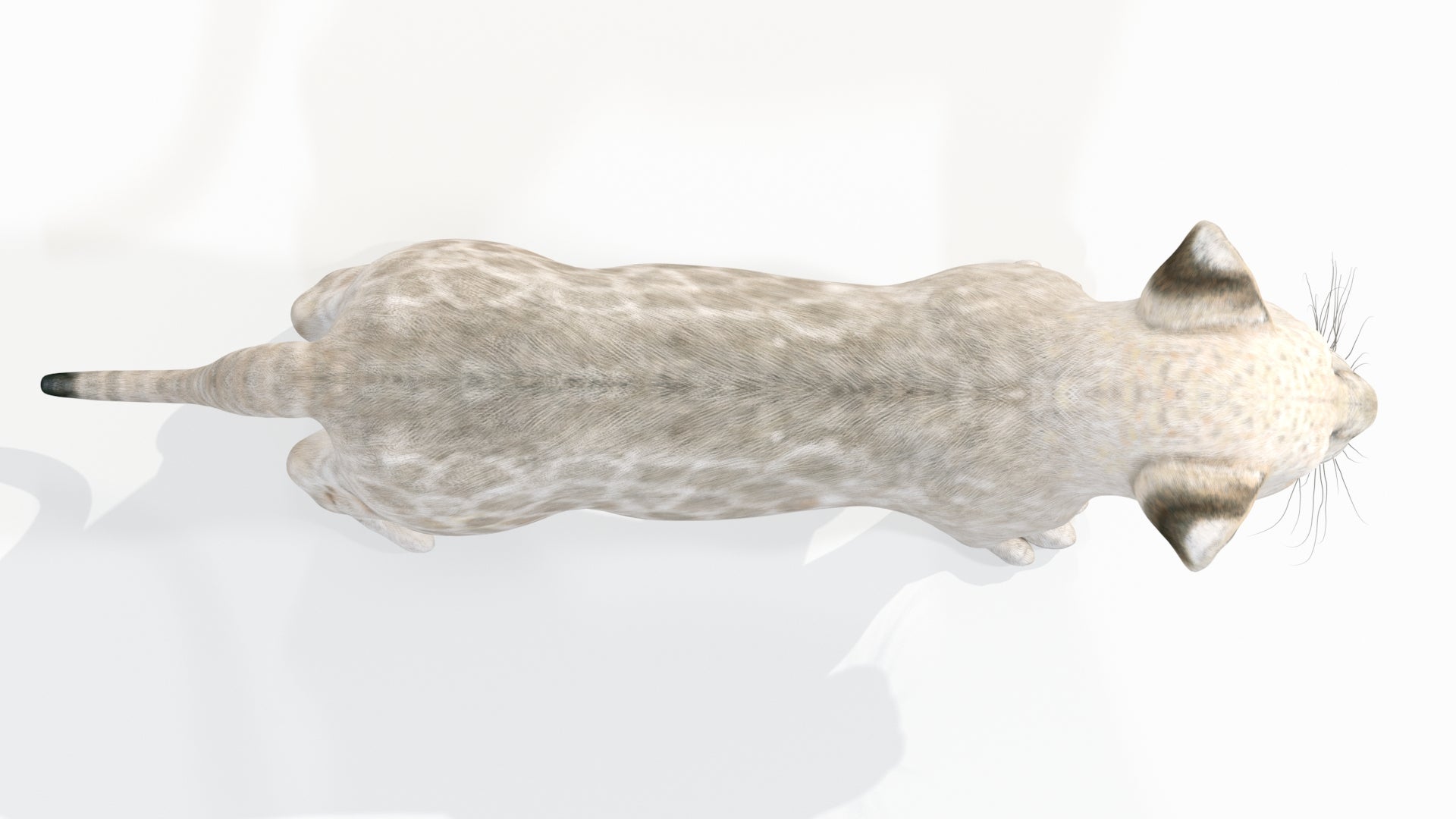 Lion Cub 3D Model Bundle – Natural & White