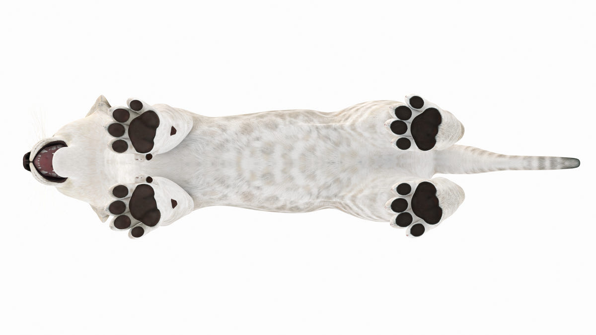 White Lion Cub 3D Model for Download - Bottom View