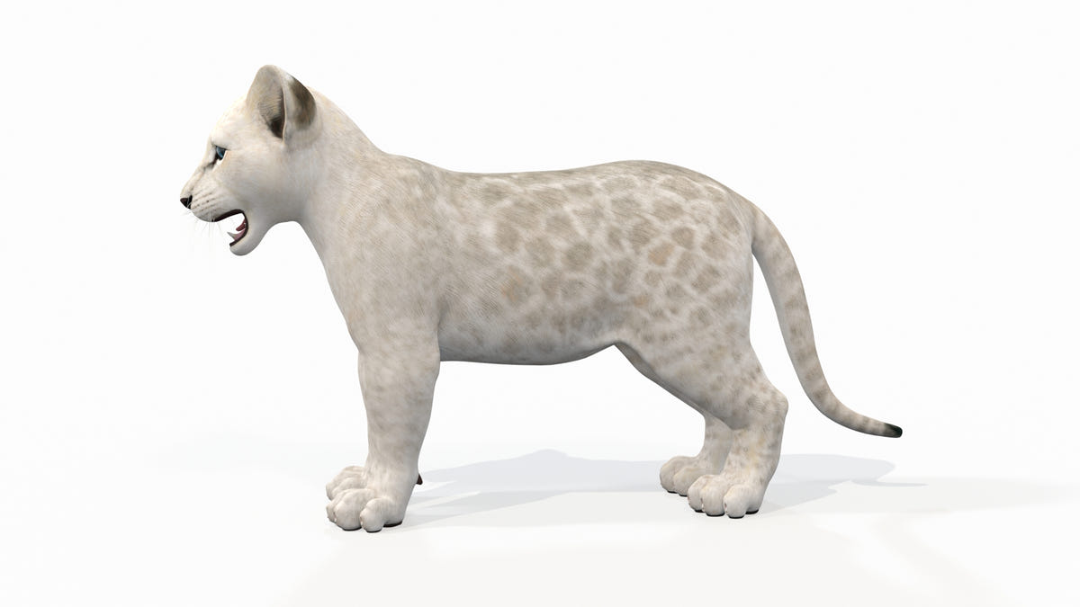 White Lion Cub 3D Model - Game-Ready - 360 Degree View
