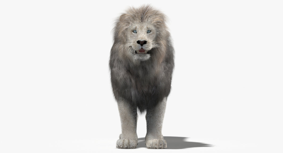 Animated White Lion 3D Model - Hair and Fur | Low-Poly - 360 Degree View
