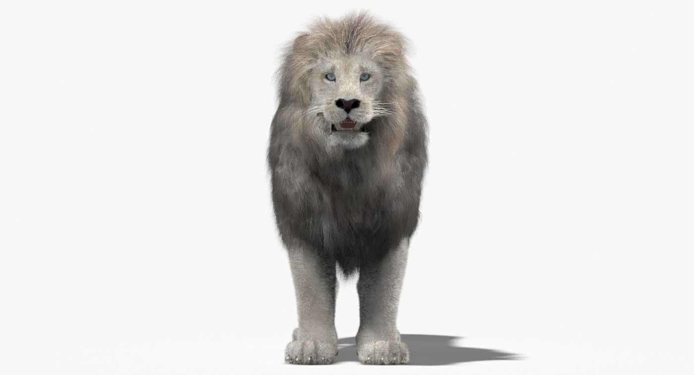 Animated White Lion Fur 3D Model - 360 Degree View
