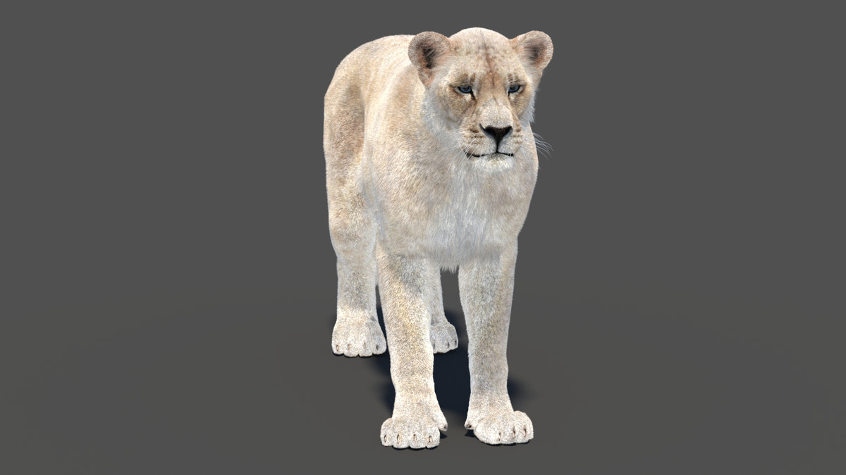 Animated White Lioness Fur 3D Model - 360 Degree View