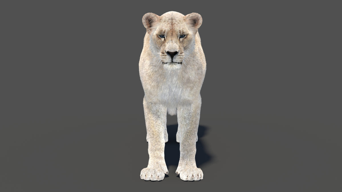 Animated White Lioness 3D Model - Hair and Fur - 360 Degree View