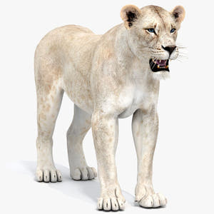 White Lioness 3D Model Thumbnail