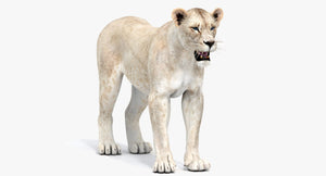 White Lioness 3D Model for Download Thumbnail