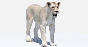 White Lioness 3D Model Thumbnail