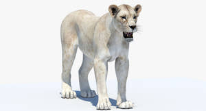 White Lioness 3D Model Thumbnail
