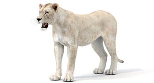 Realistic White Lioness 3D Model for Download Thumbnail