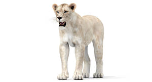 White lioness on a white background Thumbnail