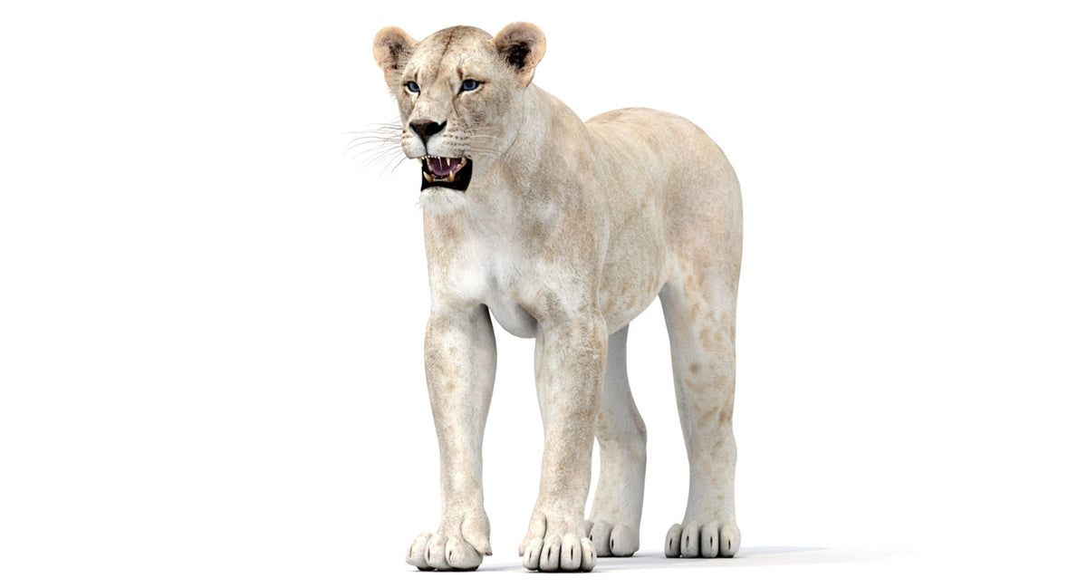White lioness on a white background