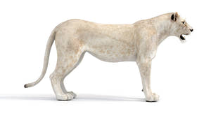 Realistic White Lioness 3D Model for Download Thumbnail