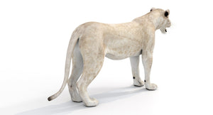 Realistic White Lioness 3D Model for Download Thumbnail