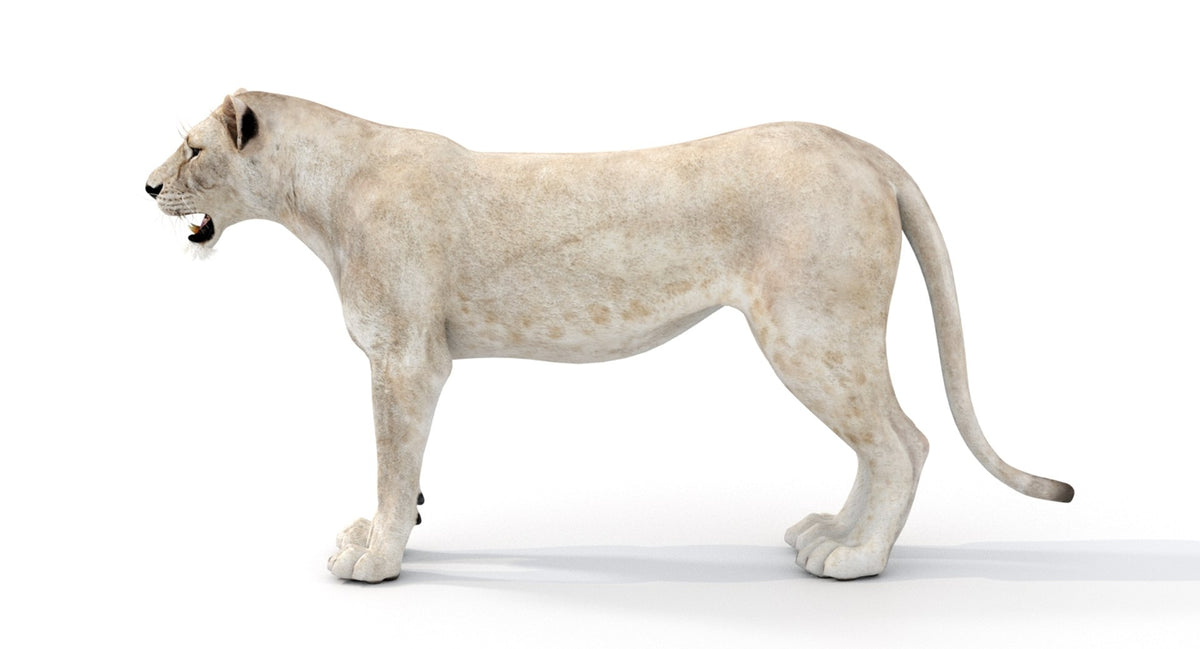 Realistic White Lioness 3D Model for Download
