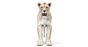White Lioness 3D Model Thumbnail