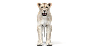White Lioness 3D Model - Game-Ready Thumbnail