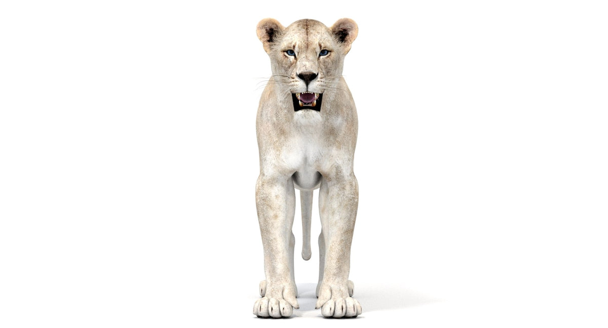 White Lioness 3D Model - Game-Ready