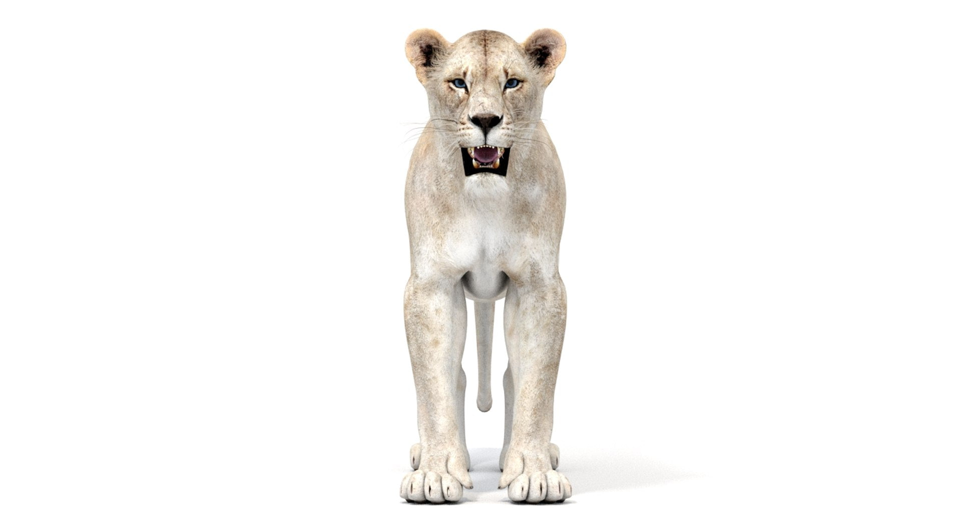 White Lioness 3D Model