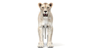 White Lioness 3D Model Thumbnail