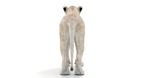 White Lioness 3D Model - Game-Ready Thumbnail