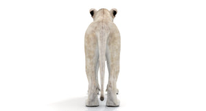 White Lioness 3D Model Thumbnail