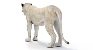 White Lioness 3D Model Thumbnail