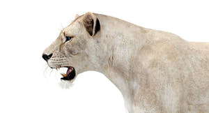 White Lioness 3D Model Thumbnail