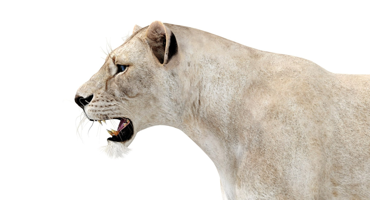 White Lioness 3D Model - Game-Ready