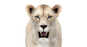 White Lioness 3D Model - Game-Ready Thumbnail