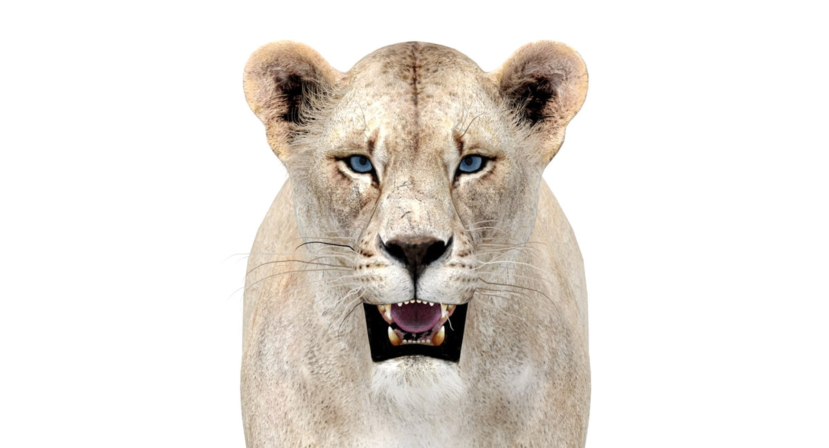White Lioness 3D Model - Game-Ready