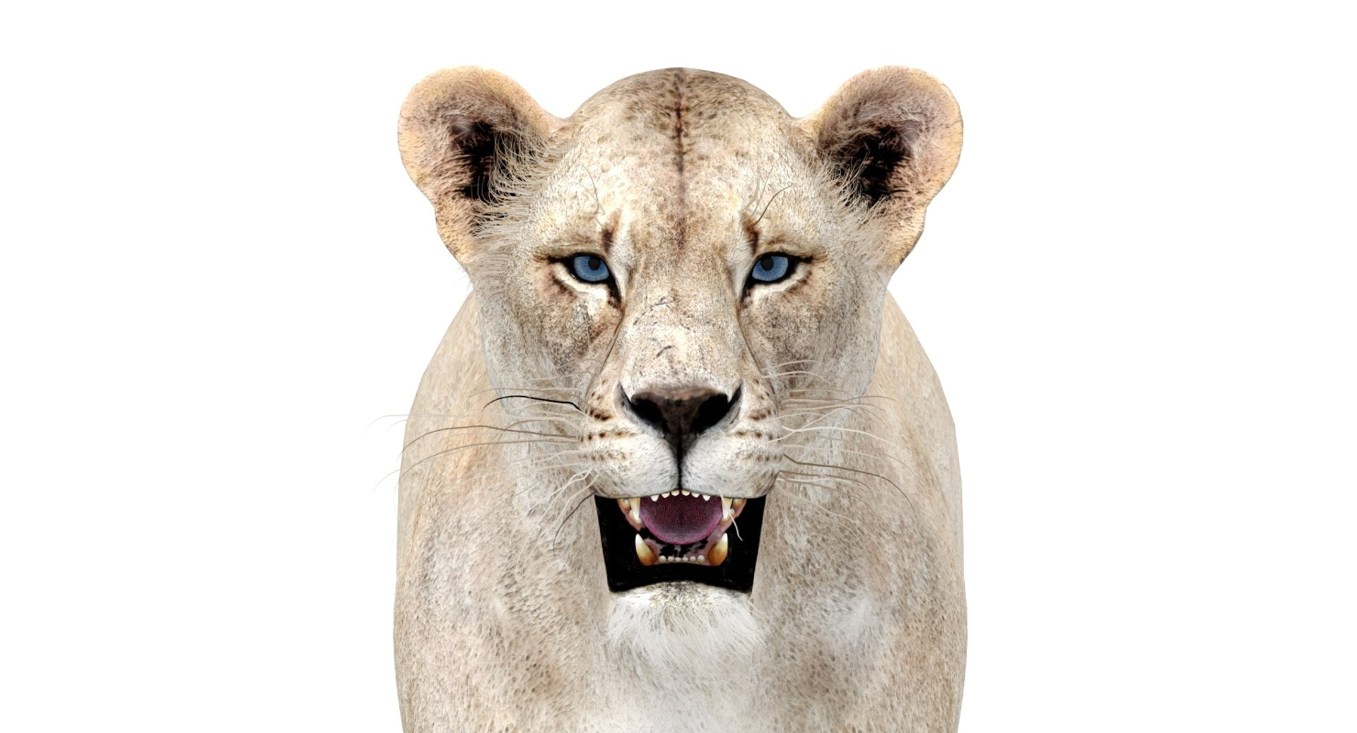 White Lioness 3D Model